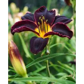 Fresh Lily Flower